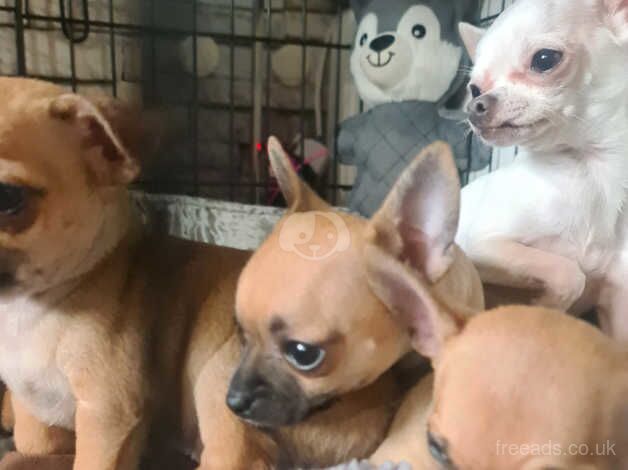 Chihuahua Puppies for sale