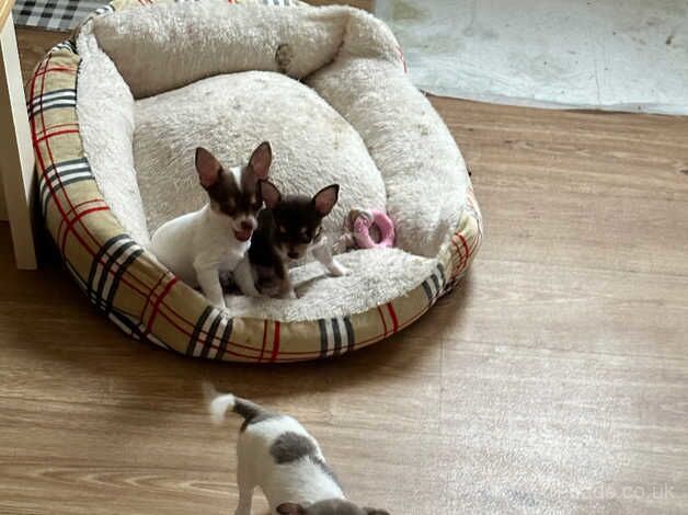 Chihuahua girl puppies for sale in Emsworth, Hampshire - Image 3