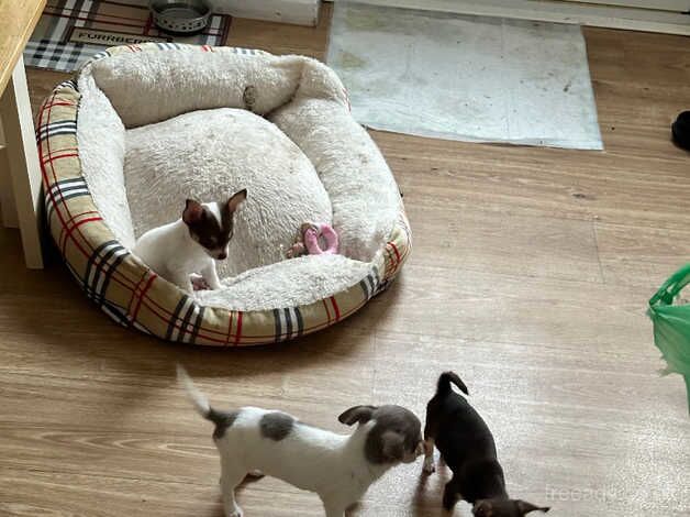 Chihuahua girl puppies for sale in Emsworth, Hampshire - Image 4