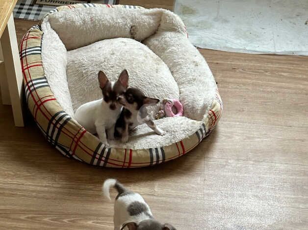 Chihuahua girl puppies for sale in Emsworth, Hampshire - Image 5