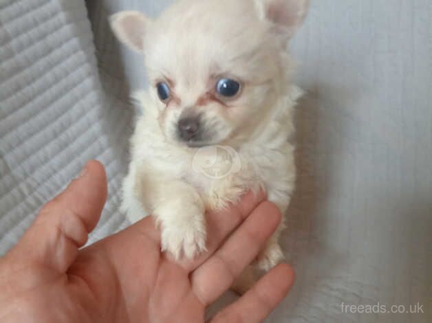 Chihuahua for sale in Aberdare/Aberdar, Rhondda Cynon Taf - Image 1