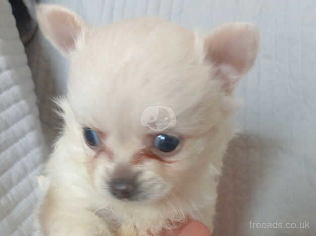 Chihuahuas for sale in Aberdare/Aberdar, Rhondda Cynon Taf