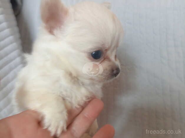 Chihuahua Puppies for sale in Rhondda Cynon Taf