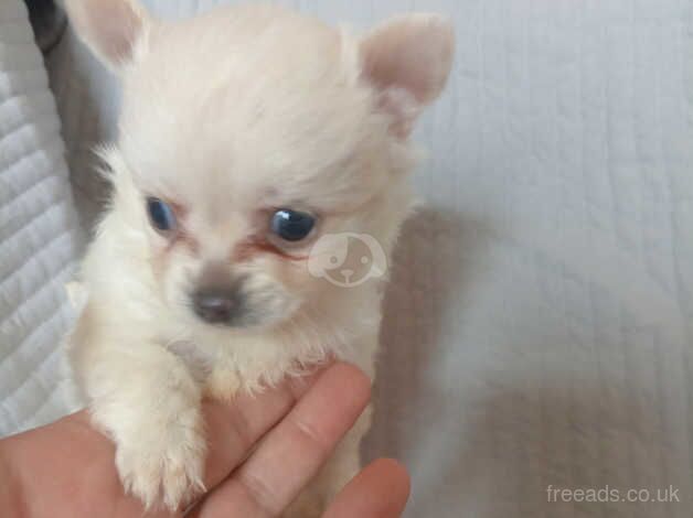 Chihuahua Puppies for sale