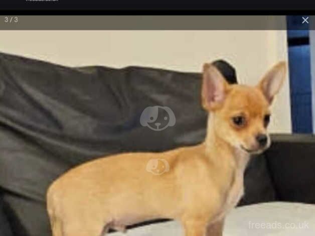 Chihuahua for sale in Accrington, Lancashire