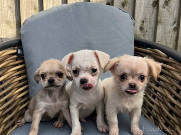 Chihuahua for sale in Brierley Hill, West Midlands