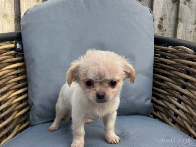 Chihuahua Puppies for sale in West Midlands