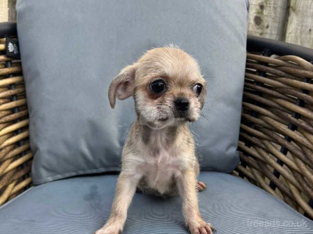 Chihuahua Puppies for sale