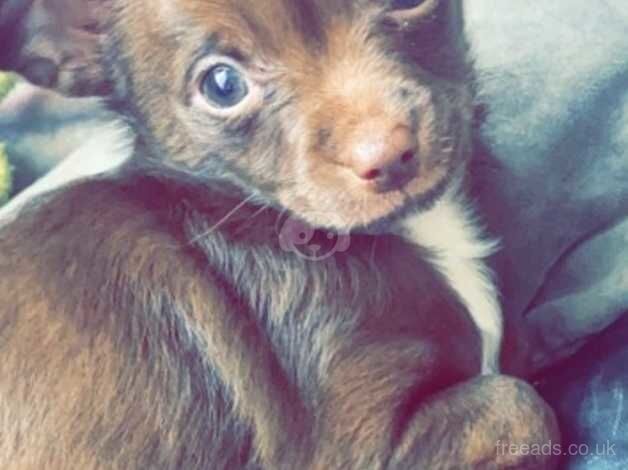 Chihuahua Puppies for sale in Bristol