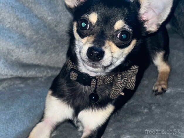 Chihuahua for sale in Carrickfergus, Carrickfergus