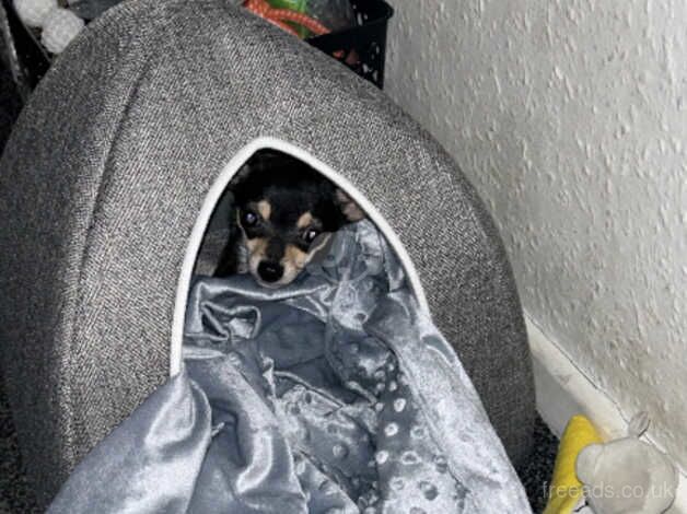 Chihuahua for sale in Carrickfergus, Carrickfergus - Image 2