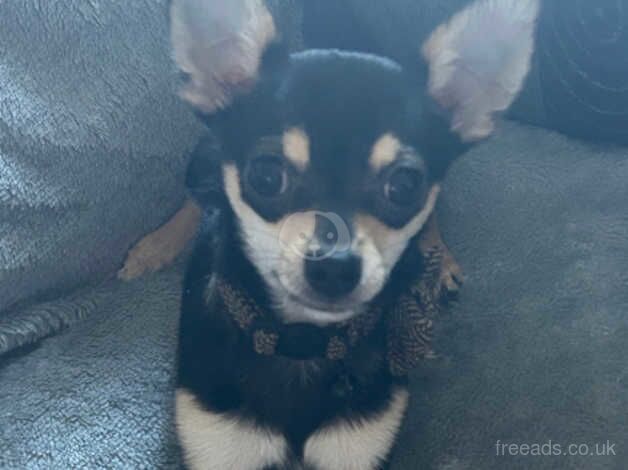 Chihuahua Puppies for sale in Carrickfergus