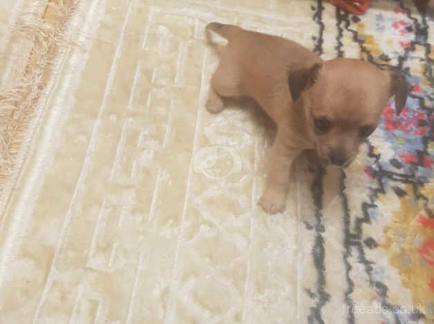 Chihuahua Puppies for sale in South Yorkshire