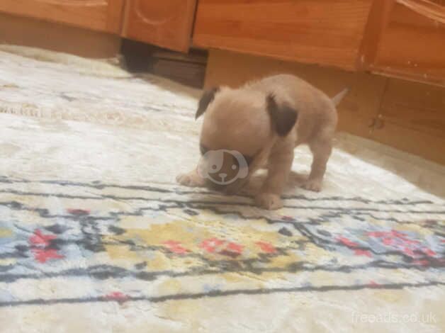 Chihuahua Puppies for sale