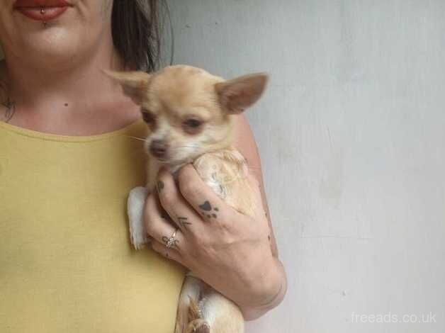 Chihuahua for sale in Honiton, Devon