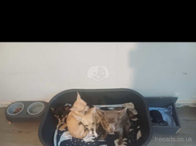 Chihuahua Puppies for sale in Devon