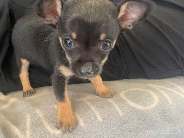 Chihuahua for sale in Fordingbridge, Hampshire