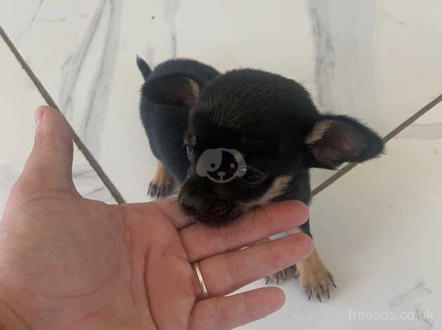 Chihuahua for sale in Fordingbridge, Hampshire - Image 2