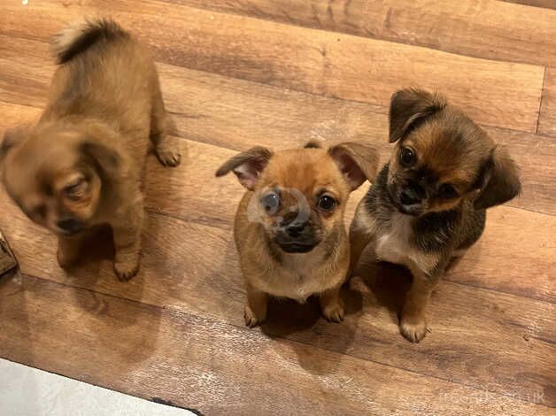 Chihuahua for sale in Nottingham, Nottinghamshire