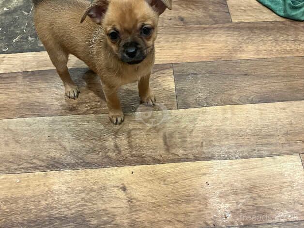 Chihuahua Puppies for sale in Nottinghamshire