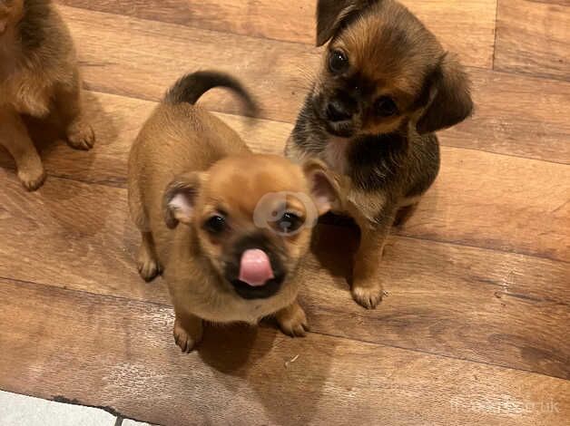 Chihuahua Puppies for sale