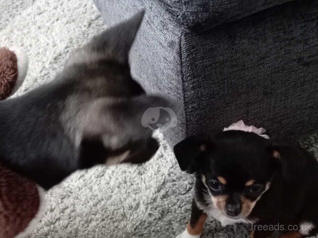 Chihuahua for sale in Spennymoor, County Durham - Image 1