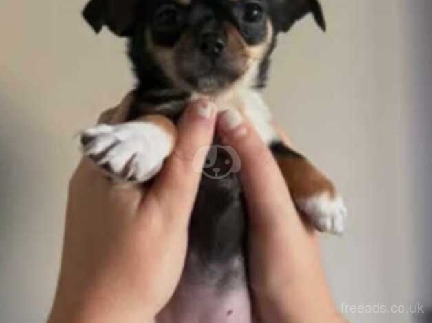 Chihuahua for sale in Spennymoor, County Durham - Image 2