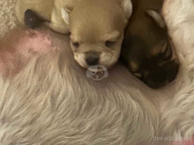 Chihuahua Puppies for sale in Blaenau Gwent