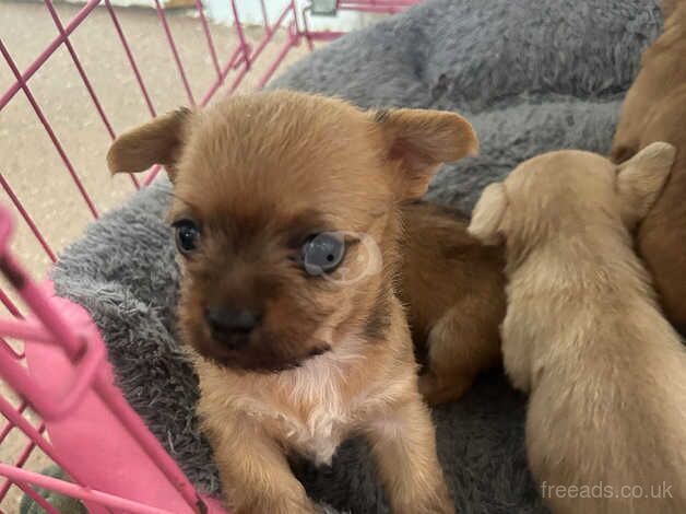 Chihuahua Puppies for sale