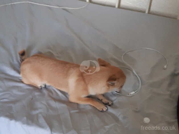 Chihuahua for sale in Worcester, Worcestershire