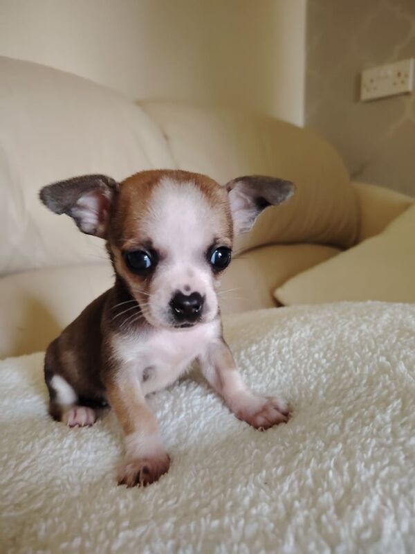 Chihuahua Jack Russel pups for sale in Limavady, County Londonderry