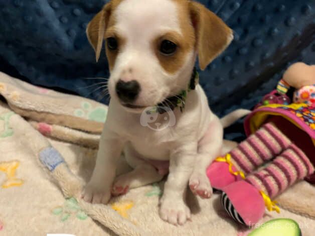 Chihuahua/Jack Russell puppy's for sale in Witney, Oxfordshire - Image 1