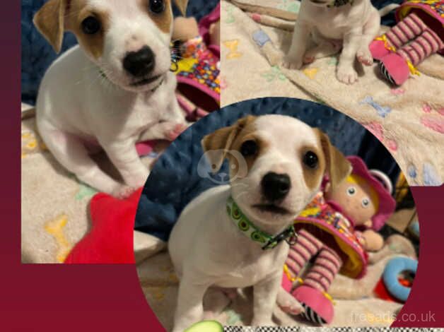 Chihuahua/Jack Russell puppy's for sale in Witney, Oxfordshire - Image 2