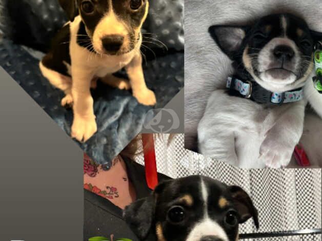 Chihuahua Puppies for sale