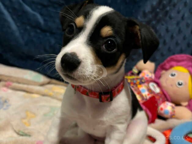 Chihuahua/Jack Russell puppy's for sale in Witney, Oxfordshire - Image 5