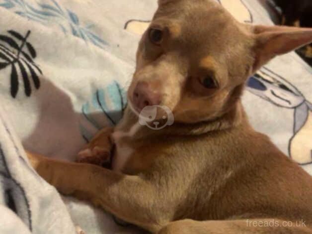 Chihuahua lilac girl for sale in Ripley, North Yorkshire - Image 1