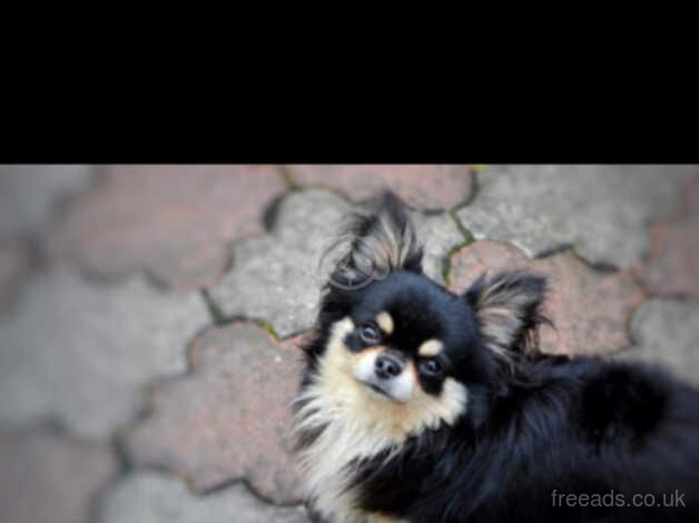 Chihuahua Long coat boy for sale in Deeside