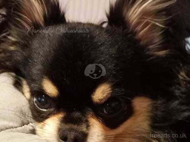 Chihuahua Long coat boy for sale in Deeside - Image 3