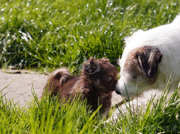 Chihuahua long haired boy for sale in Llanelli, Carmarthenshire - Image 1