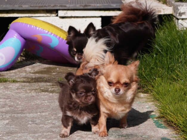 Chihuahua long haired boy for sale in Llanelli, Carmarthenshire - Image 2