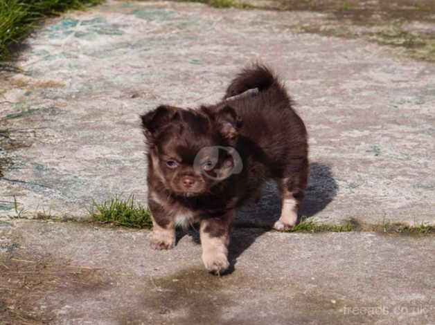 Chihuahua long haired boy for sale in Llanelli, Carmarthenshire - Image 3