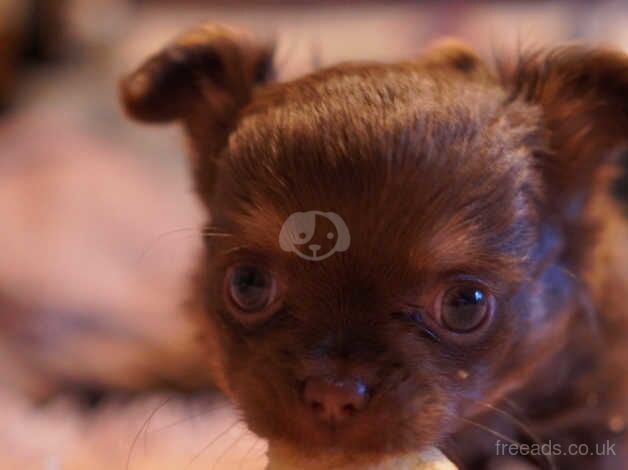 Chihuahua Puppies for sale