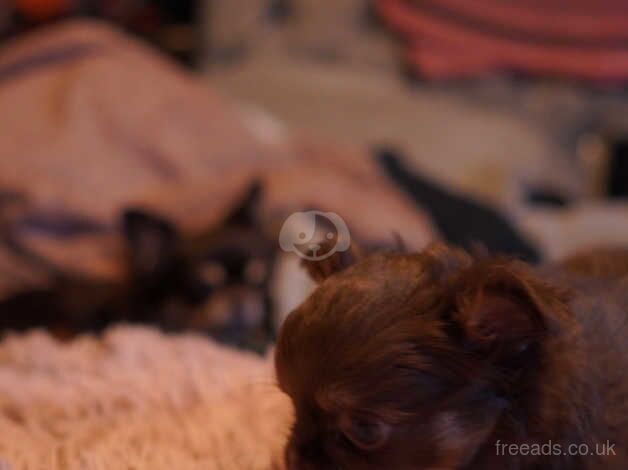 Chihuahua long haired boy for sale in Llanelli, Carmarthenshire - Image 5