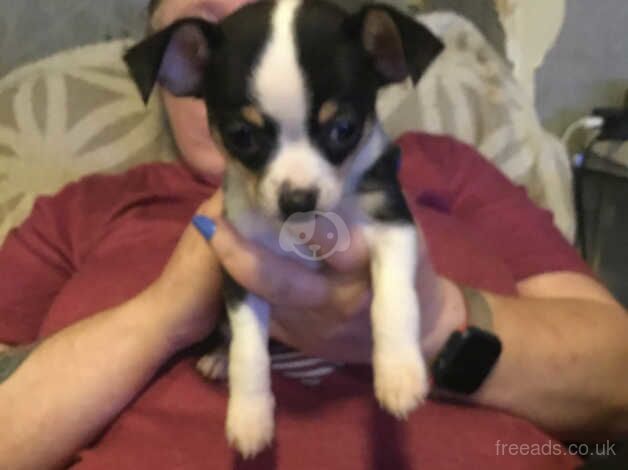 Chihuahua mail dog for sale in Ashton-Under-Lyne, Greater Manchester - Image 3