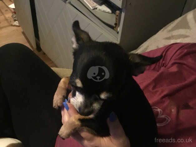 Chihuahua mail dog for sale in Ashton-Under-Lyne, Greater Manchester - Image 4