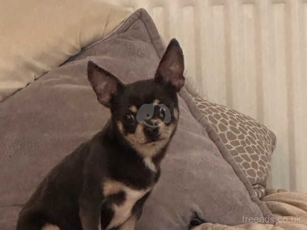 Chihuahua male blue and tan for sale in Driffield, East Riding of Yorkshire - Image 3