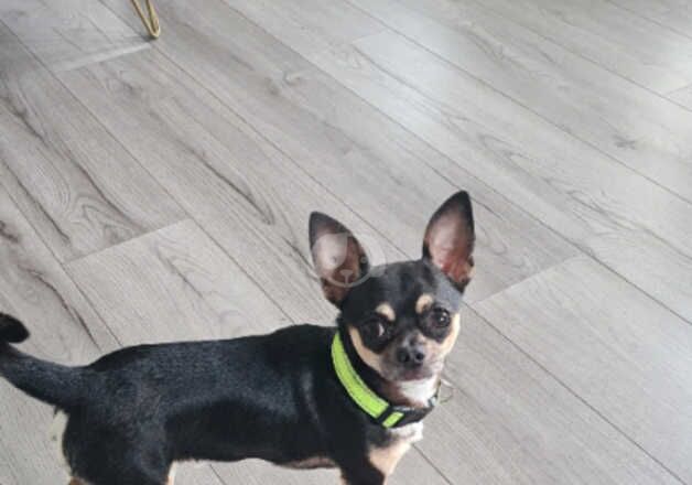 Chihuahua male for sale in Magherafelt, Magherafelt