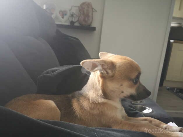 Chihuahua male for stud for sale in Newtownabbey, Newtownabbey