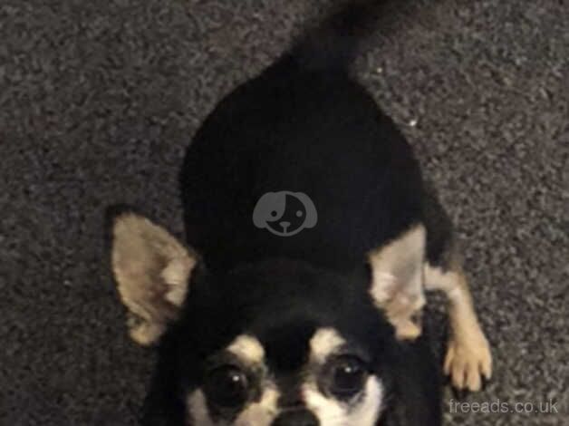 Chihuahua older girl for sale in Tonypandy, Rhondda Cynon Taf