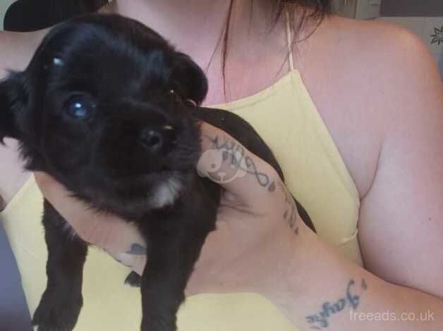 Chihuahua pup for sale in Honiton, Devon - Image 1